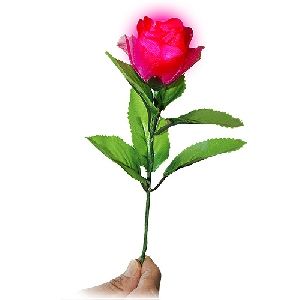 Luz en la rosa